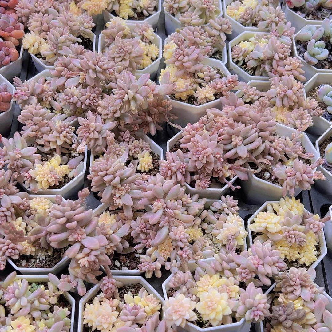 秋丽锦无售后19包邮