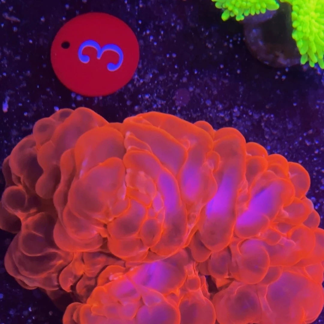 无花朵万鱼来朝海水观赏