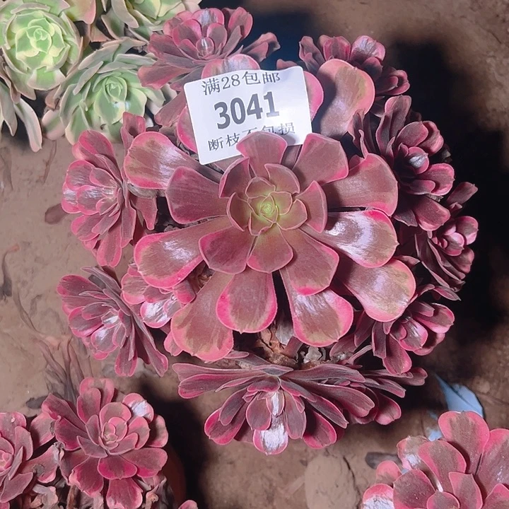 3041爱神多肉植物保护