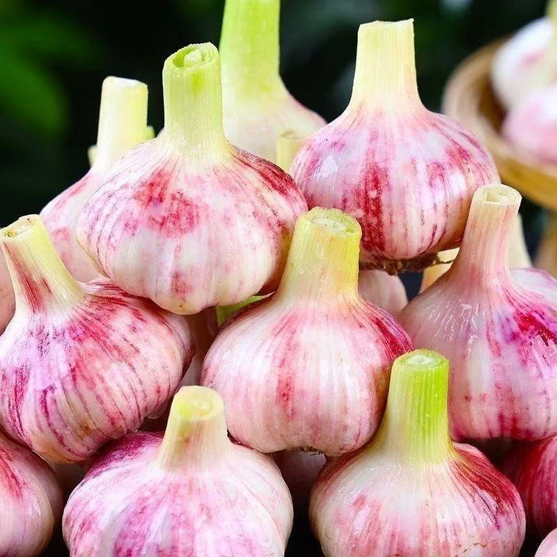 2025年新鲜大蒜现挖鲜蒜湿蒜正宗紫皮大蒜糖醋蒜腊八蒜