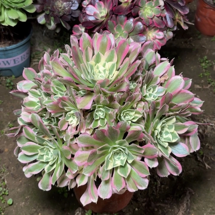 多肉植物法师白凤13