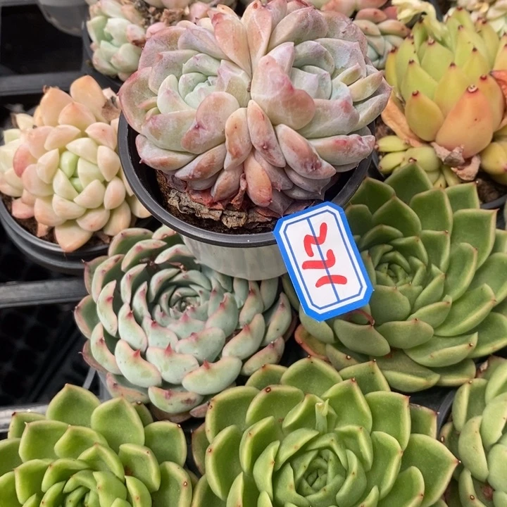 一物一拍纯爱271