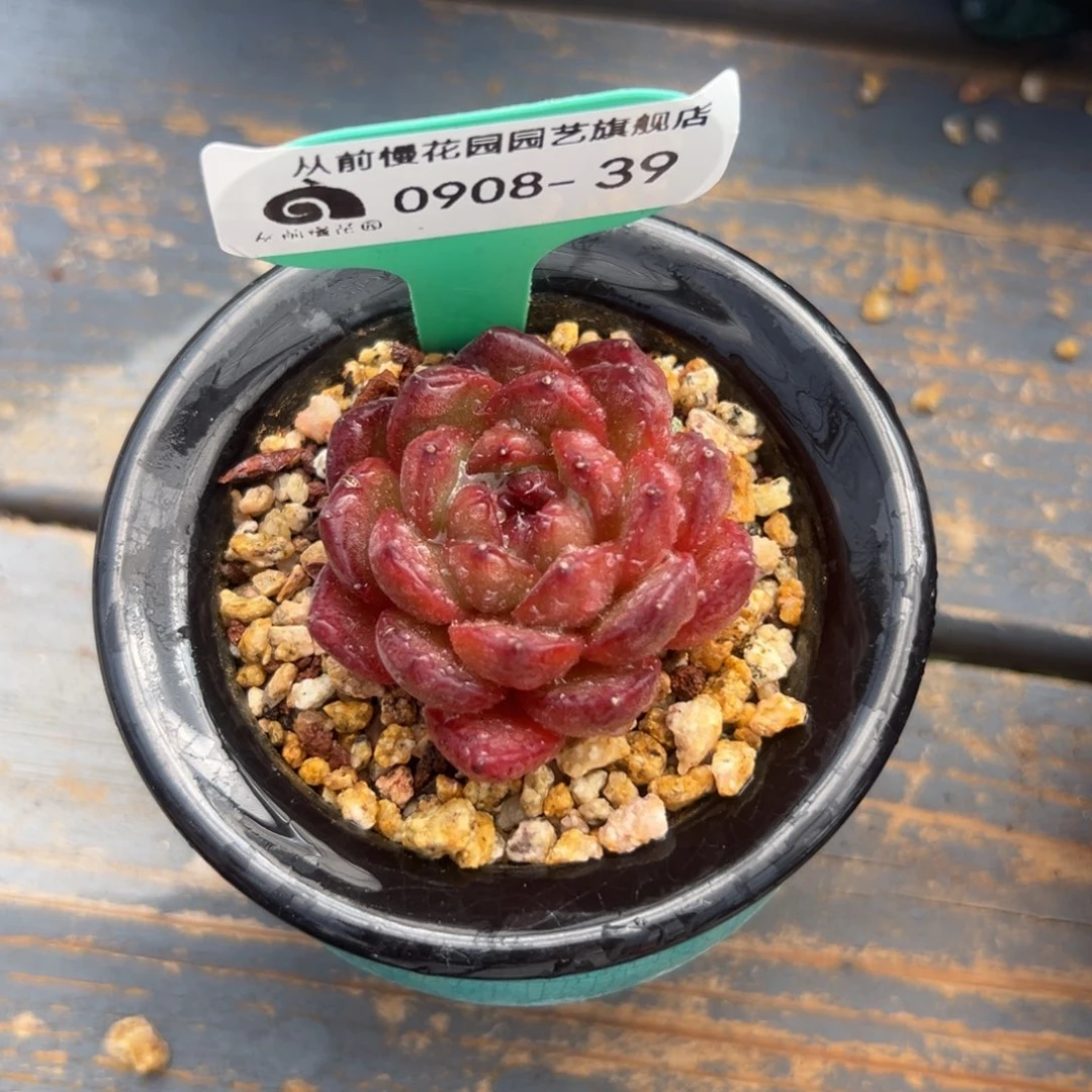 多肉一物一拍0908-39