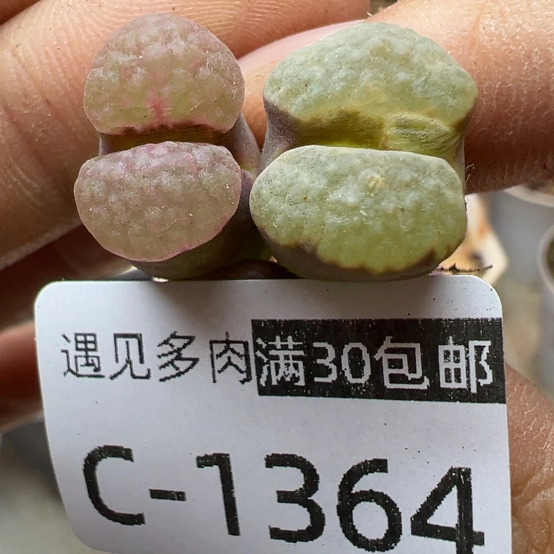 多肉植物11111111111