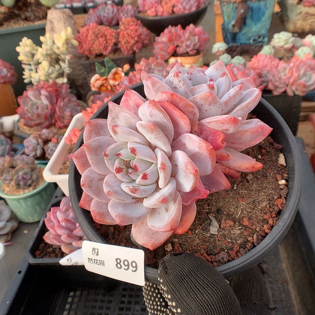 899奶盖多肉植物6666