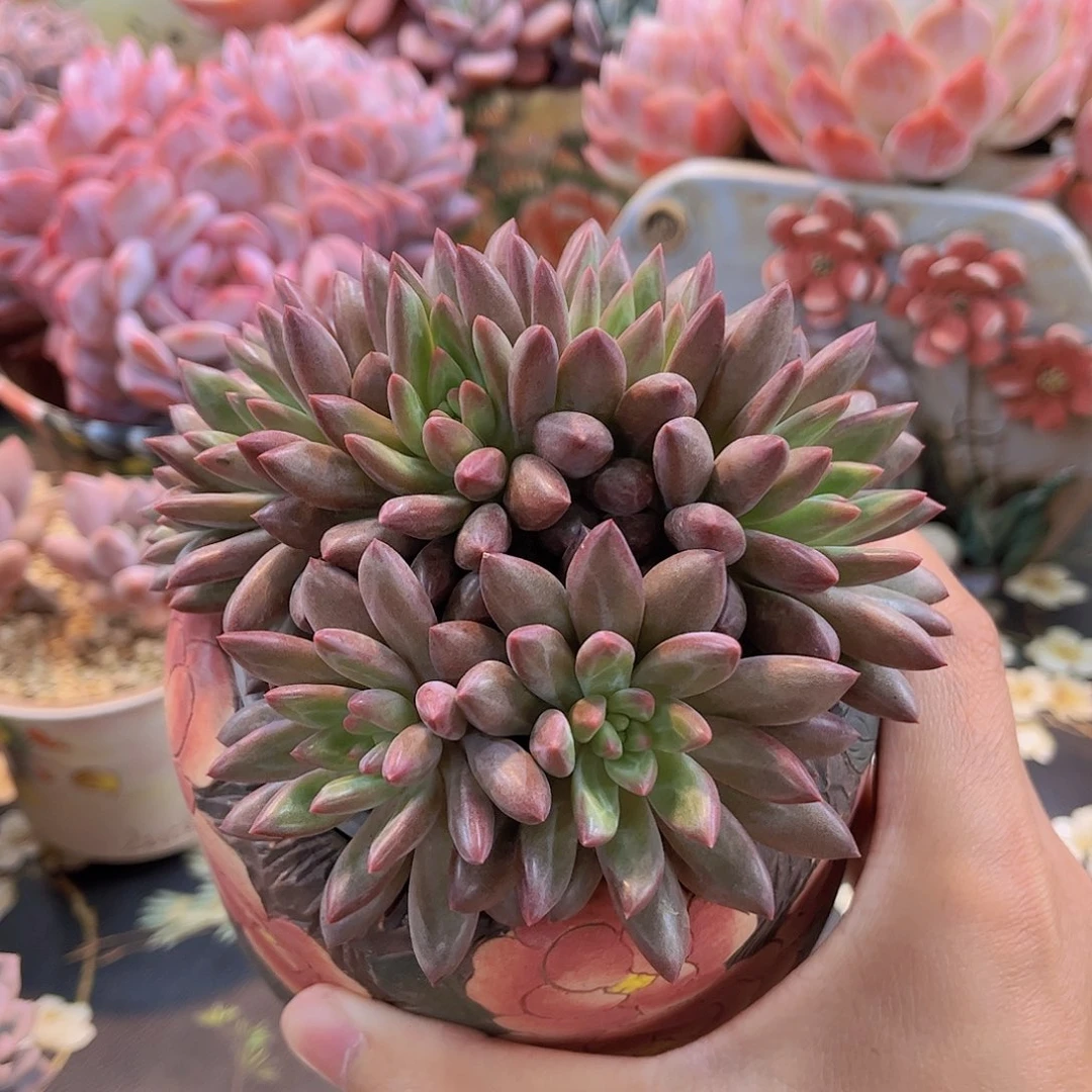 羽毛纹虞美人多肉