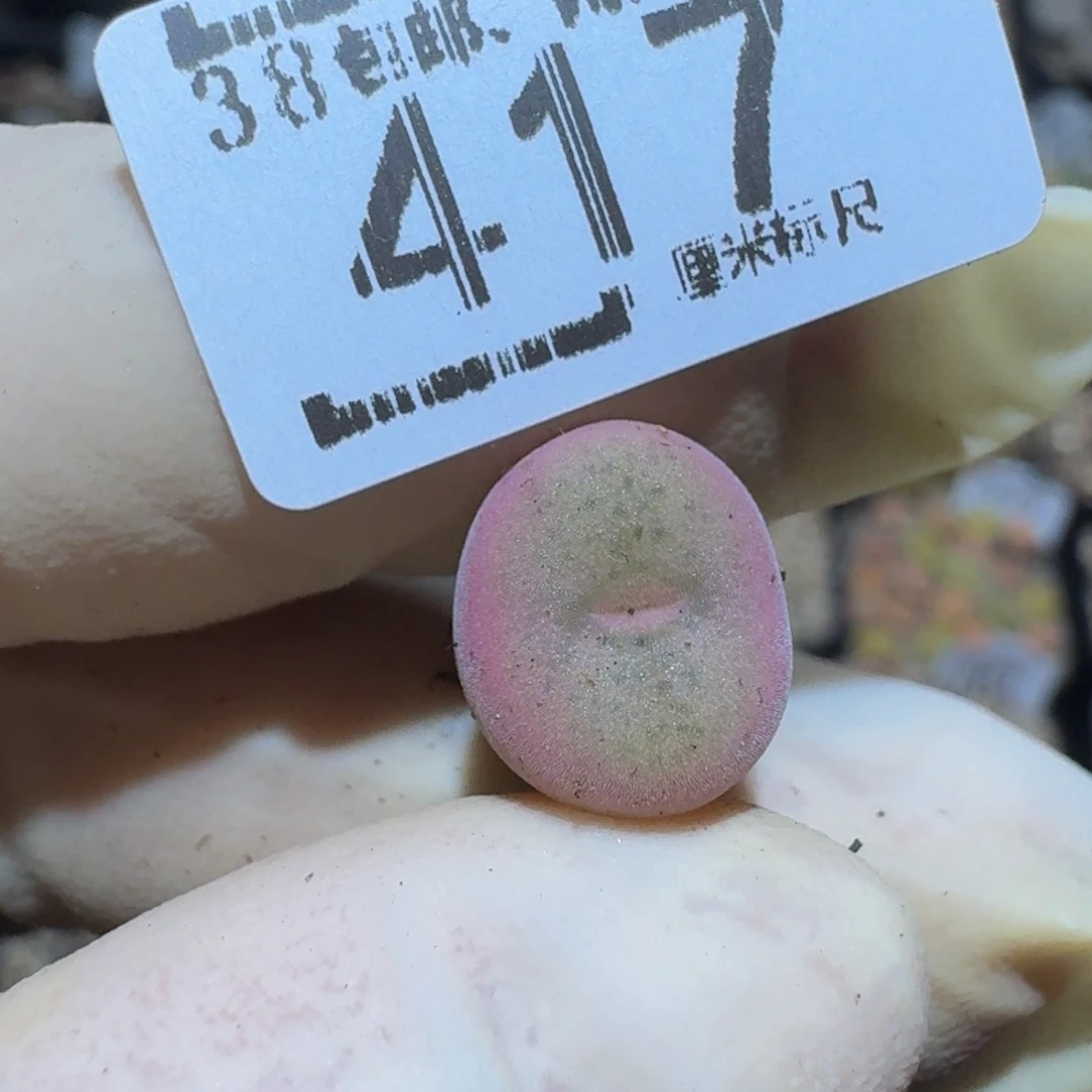 zzzzz生石花肉锥417