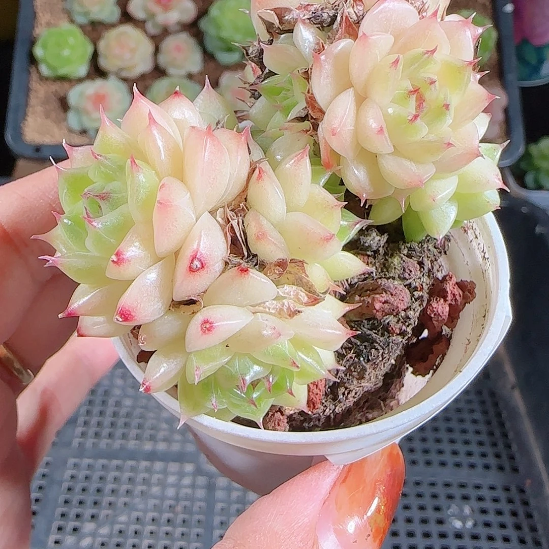 1029--335麦秆优选不包整