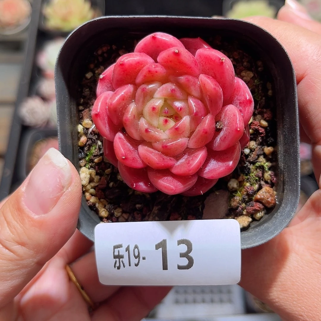 木乐19-13灵翠单头