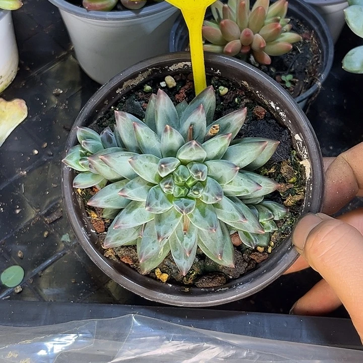 多肉植物优选美人932