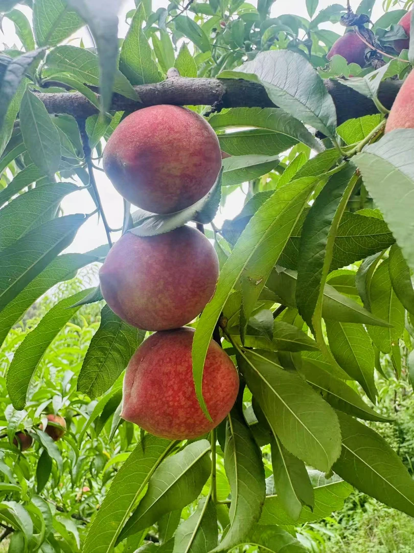 信阳红心五月鲜桃