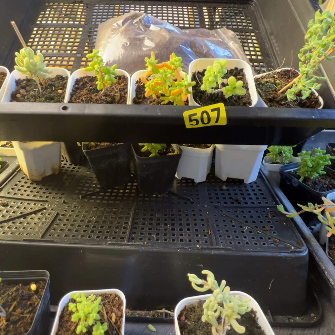 枝干番杏多肉植物507