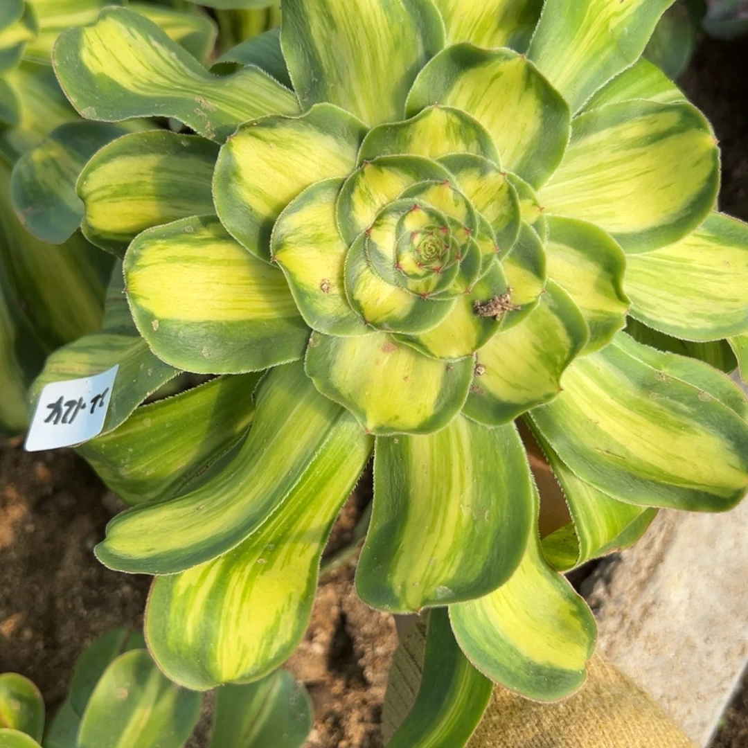 124暴君多肉植物