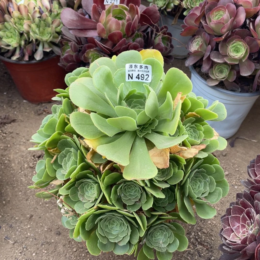 492绿玫瑰多肉法师断枝不包