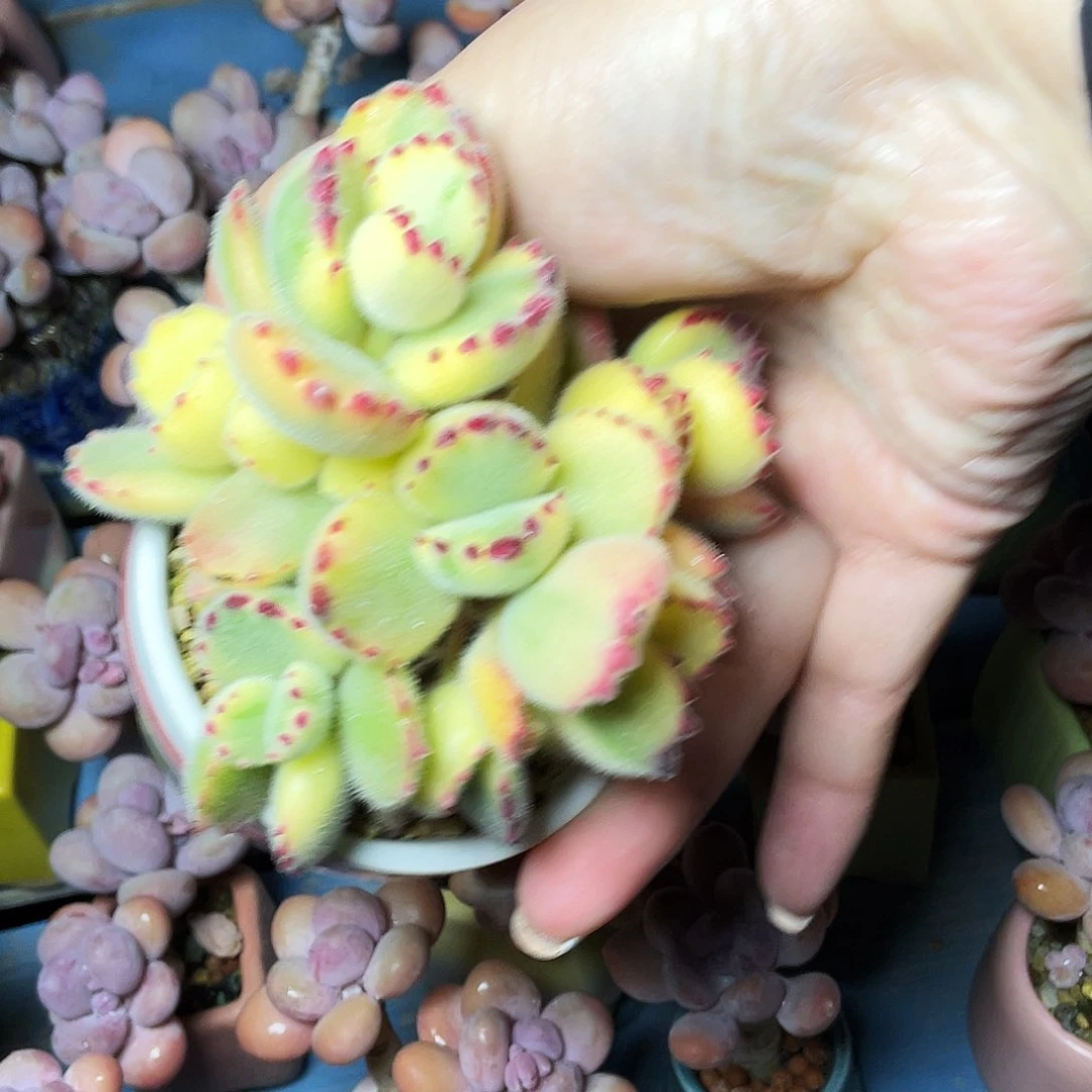 月***宝多肉植物的生长发育与生长发育