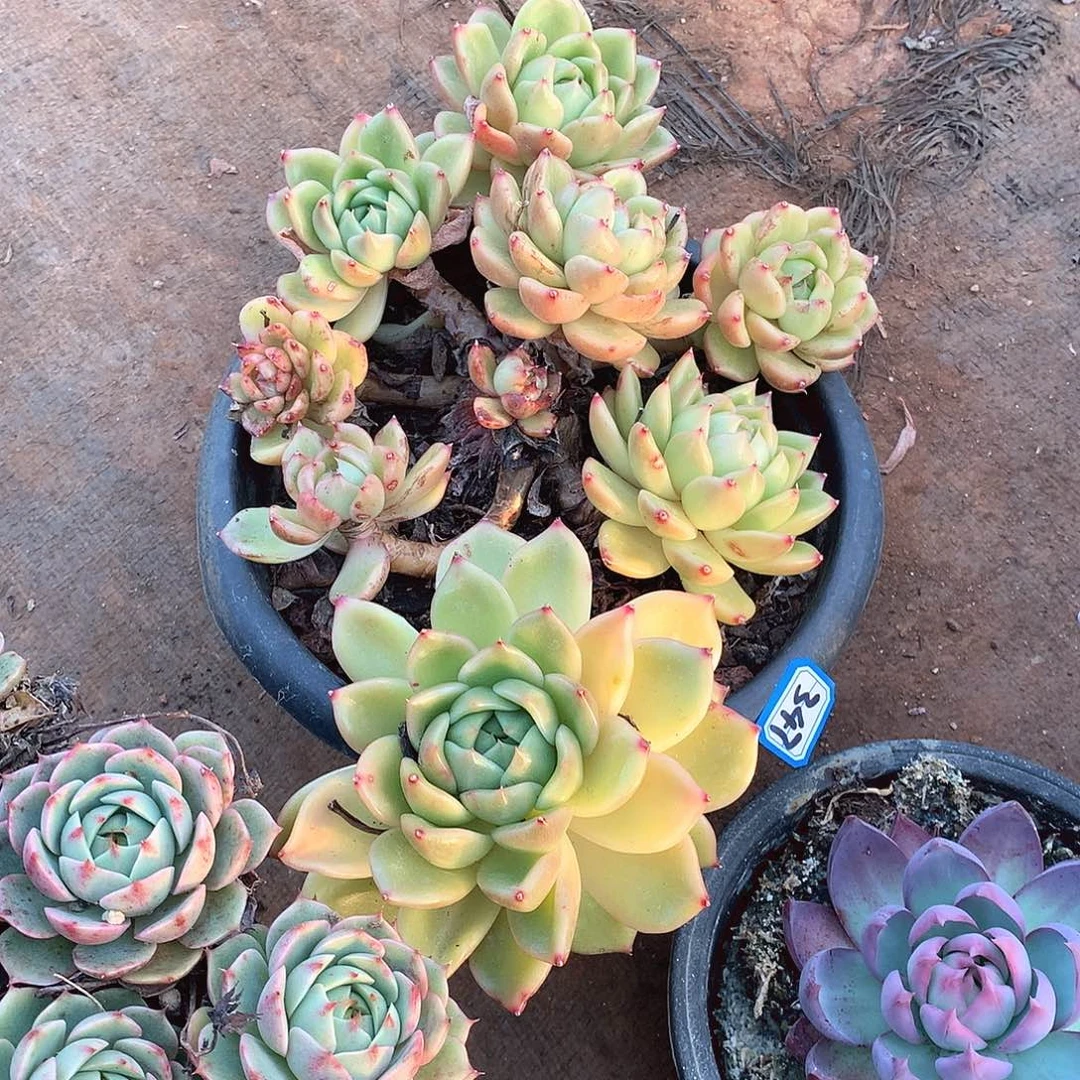 347白玫瑰 一物一拍多肉