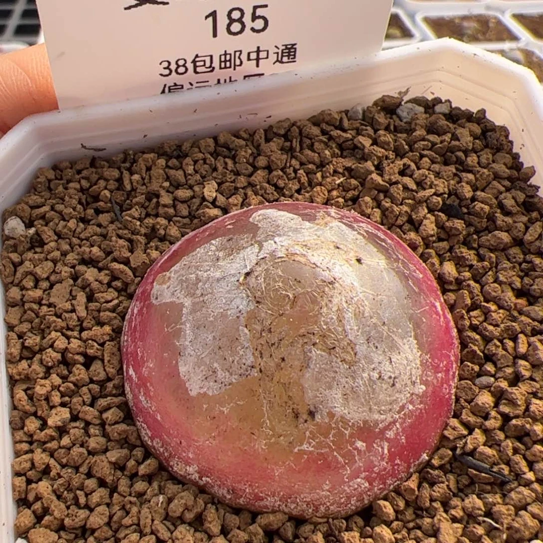 山*185号灯泡2.16多肉