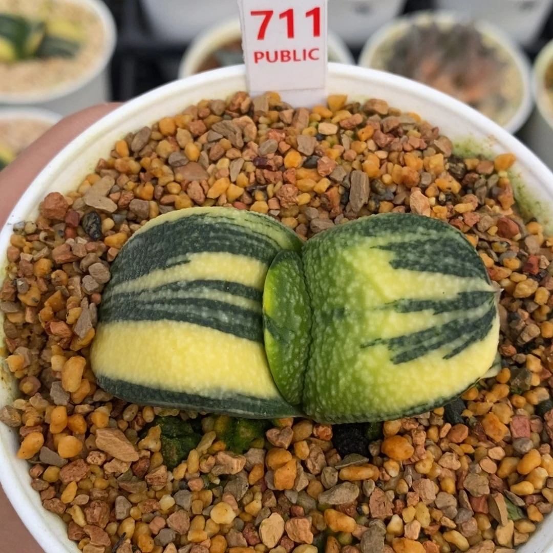 711蜗牛十二卷多肉植物