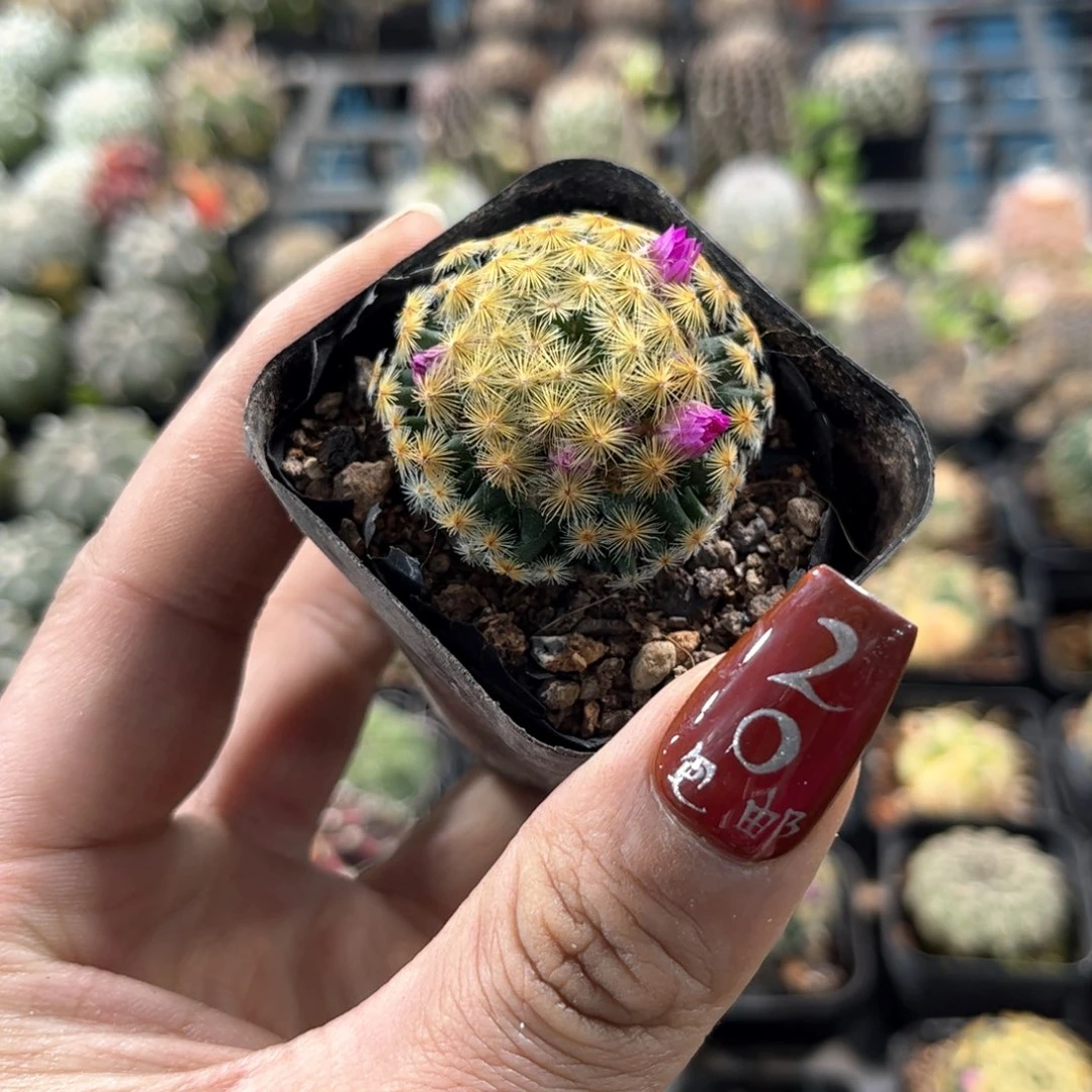 红花明星单头发货有根发货