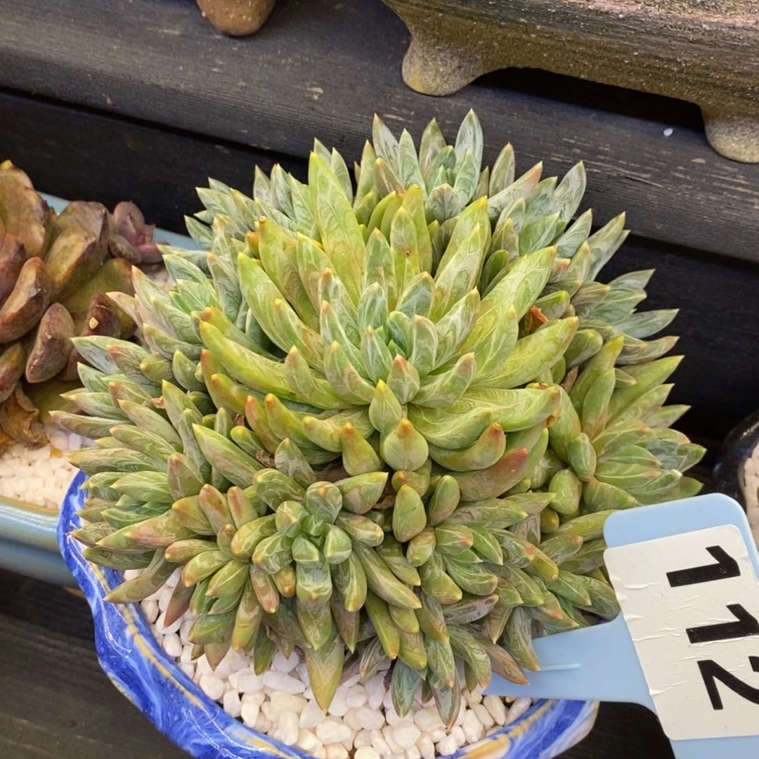 炫彩星多肉植物盆栽