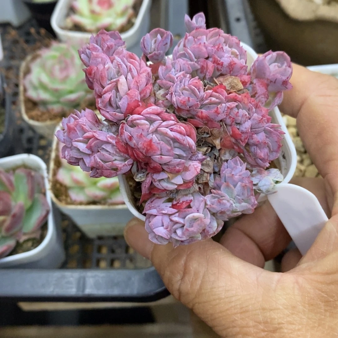 精品多肉一物一拍不包整309