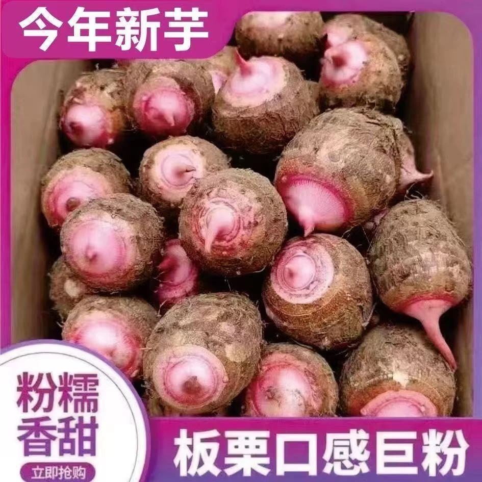 【元族专卖店】批发红芽芋头新鲜农家现挖小芋仔毛芋艿香芋粉糯红嘴