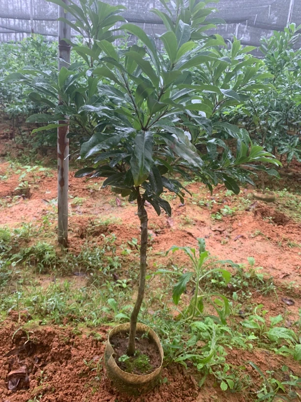 一物一拍绿植盆栽地栽庭院种植