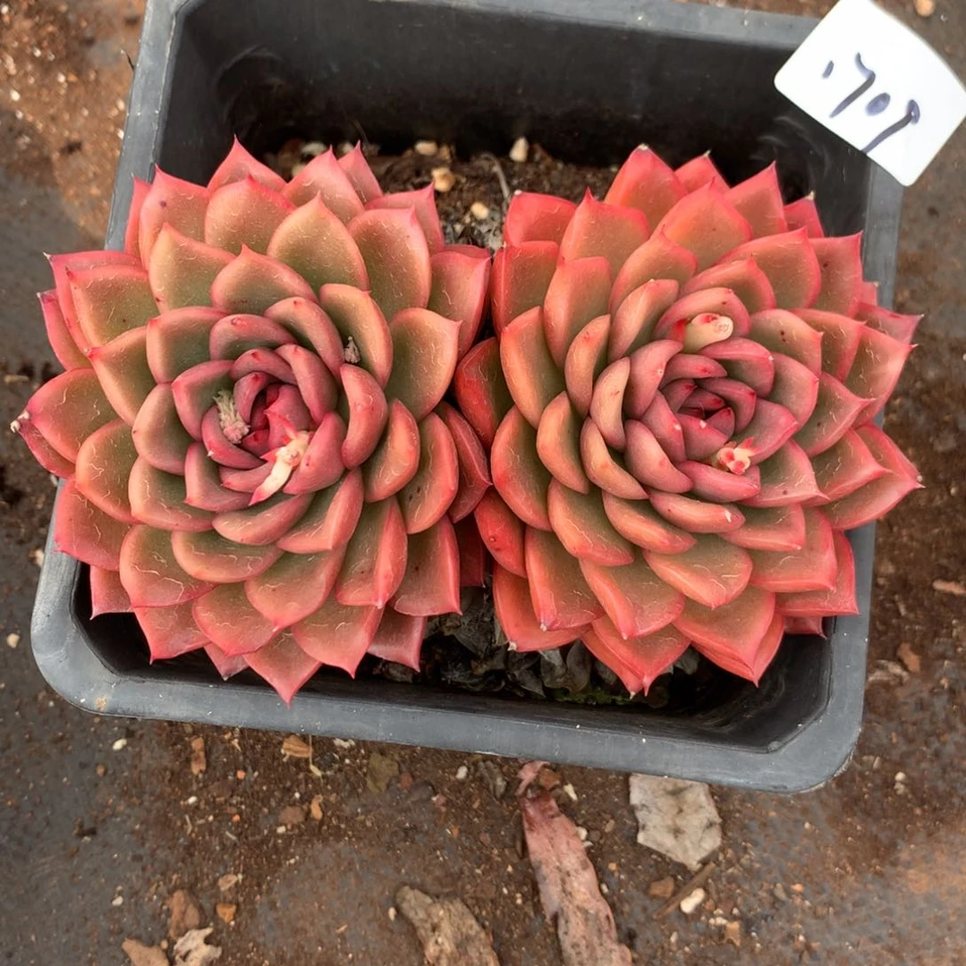 1709新年快乐发发发