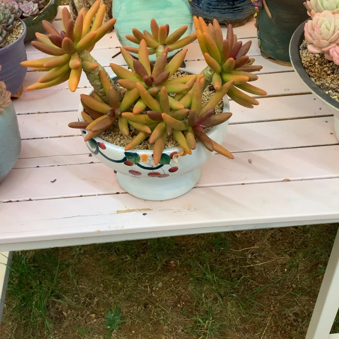 无花朵多肉植物一物一拍