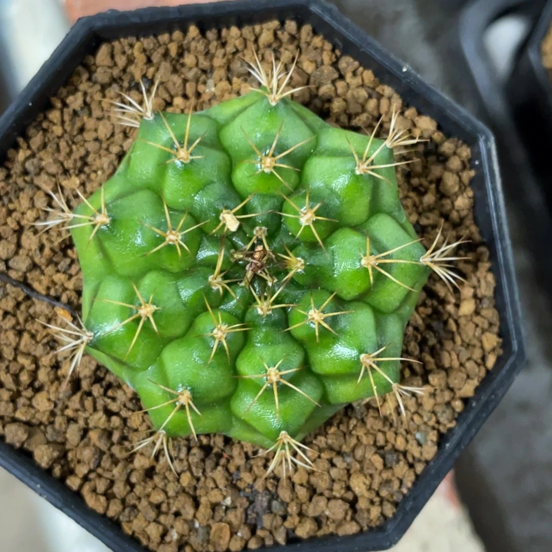 当前无花朵，栽培后可花朵绿米哈