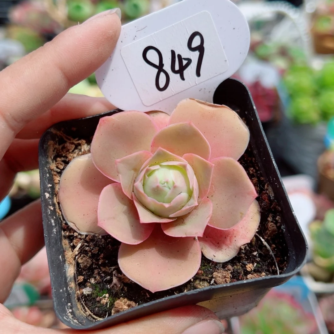 沫***兔849粉帕单棵。