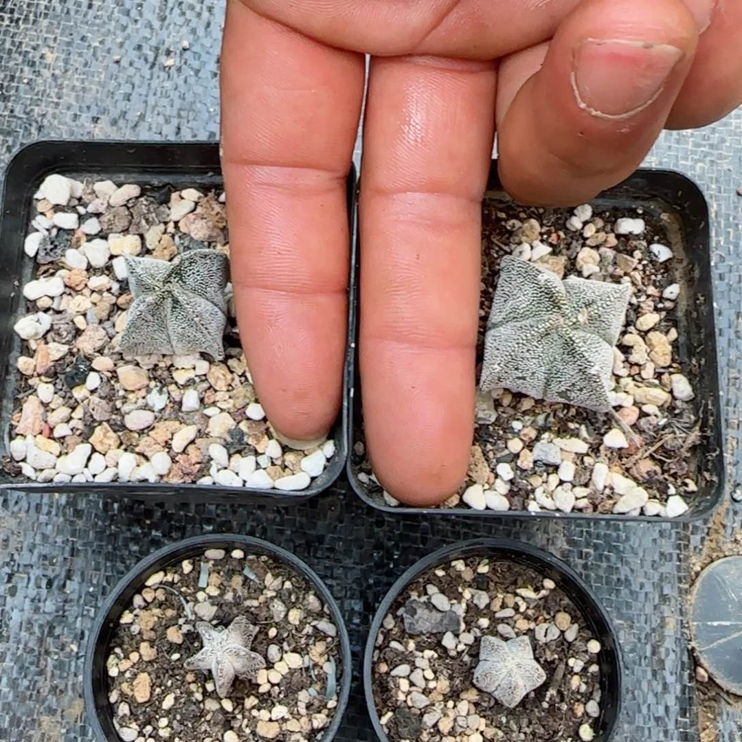 实生恩冢两颗+银莎鸾凤玉两颗