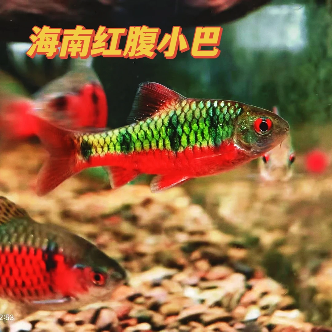 条纹小巴海南红腹小巴