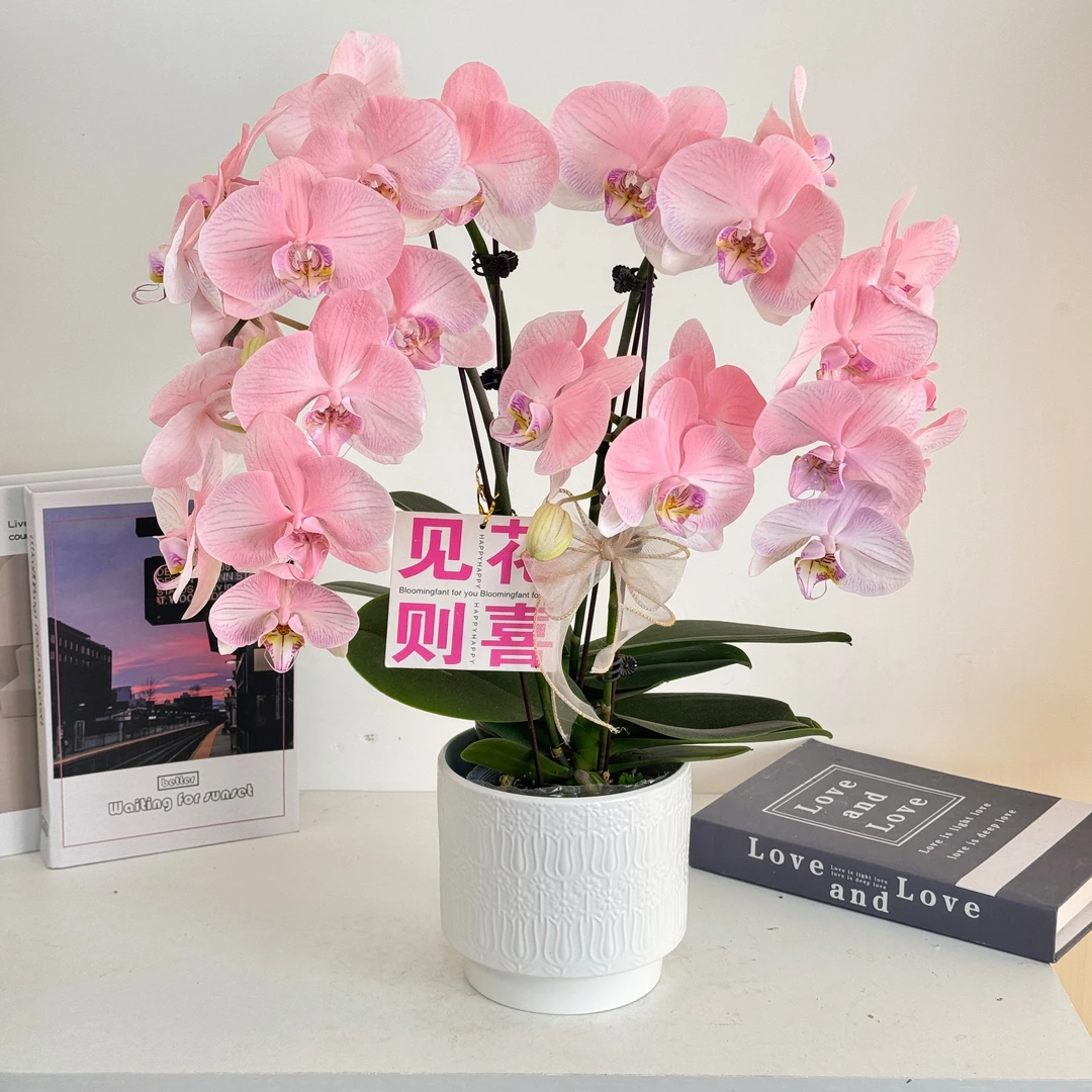 【蔷薇之恋】蝴蝶兰鲜花精致组盆 开花株 喷色工艺室内绿植