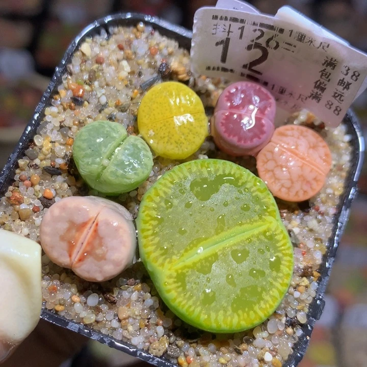 精品生石花126.12