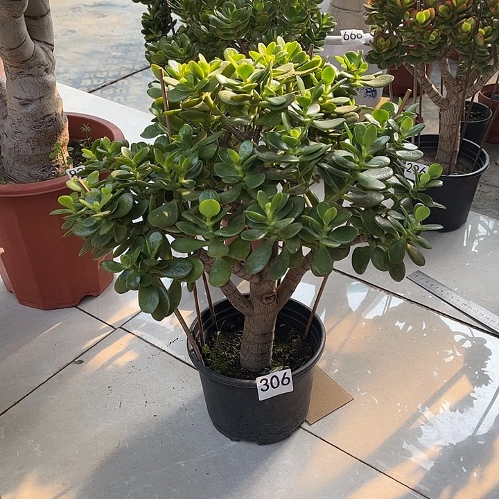 姬红花月独杆老桩