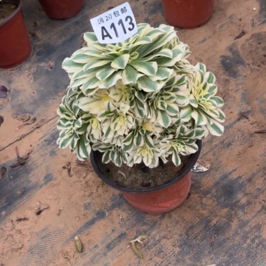 113迈巴赫不包断枝