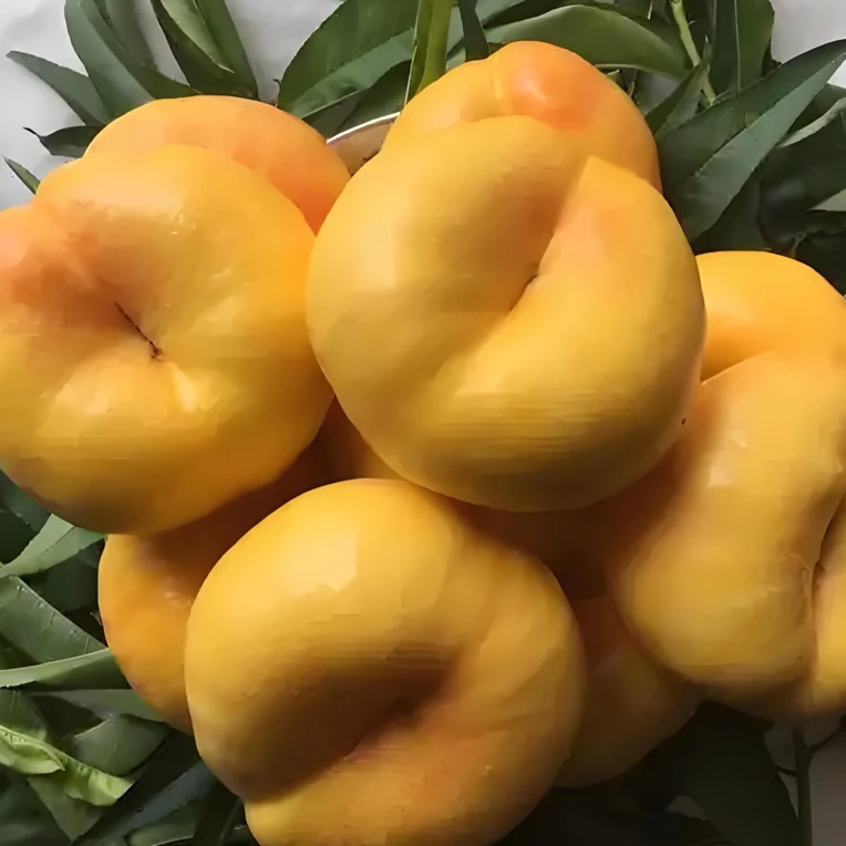 36-5油蟠桃树苗嫁接枝条六月下旬成熟200-300克 纯甜有果香味