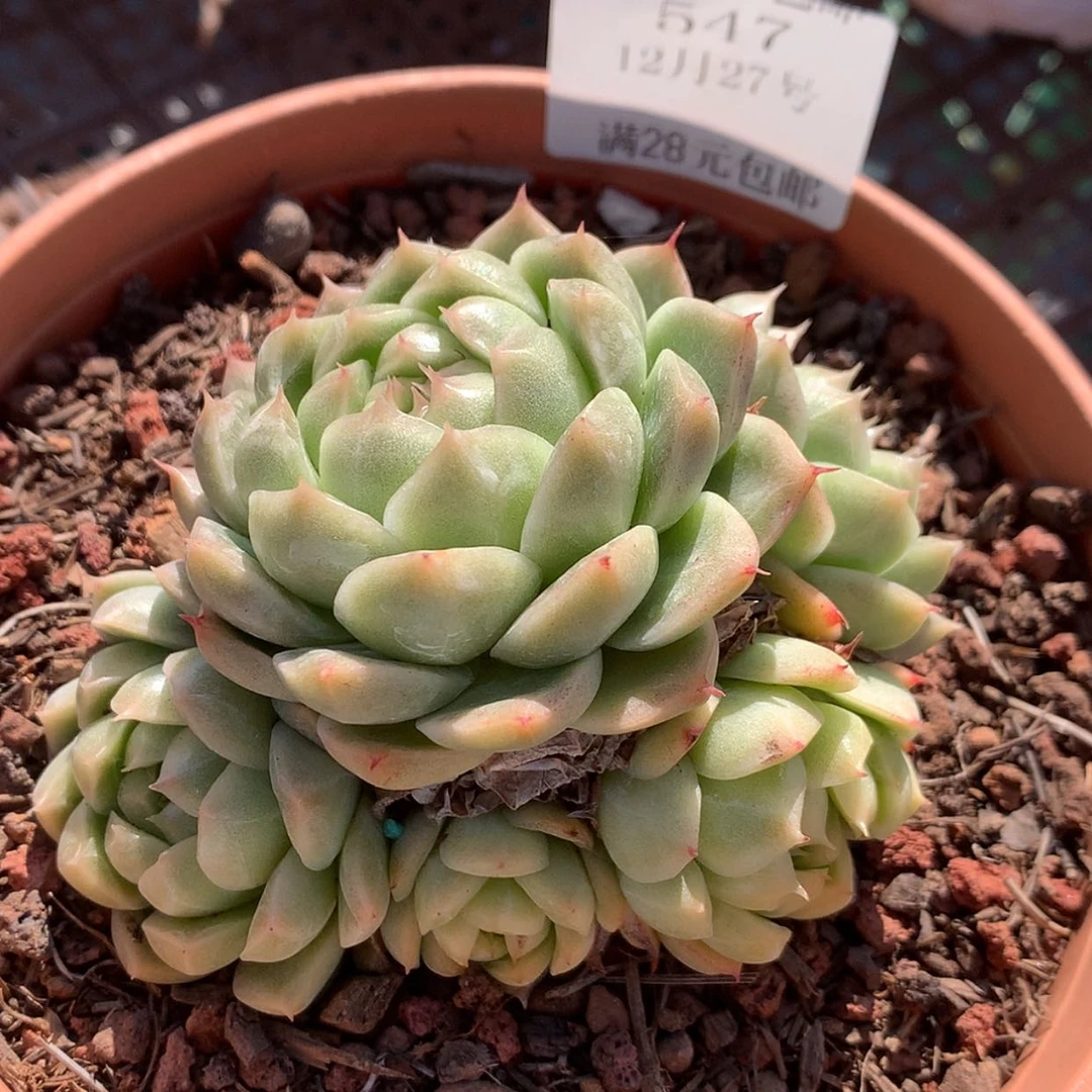 【闪购商品】云547号珍妮麦秆