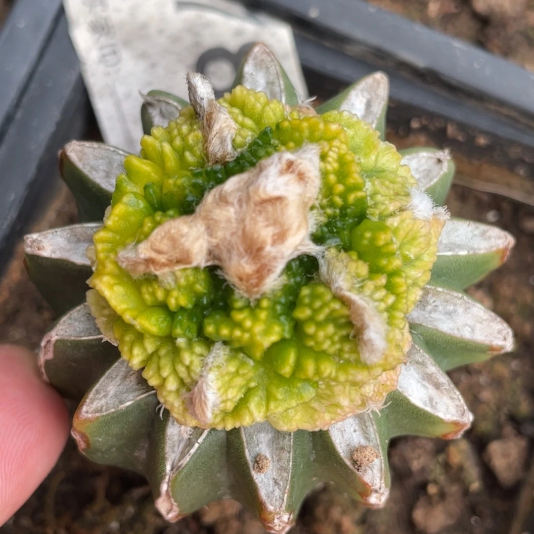 无花朵牡丹锦787 仙人球