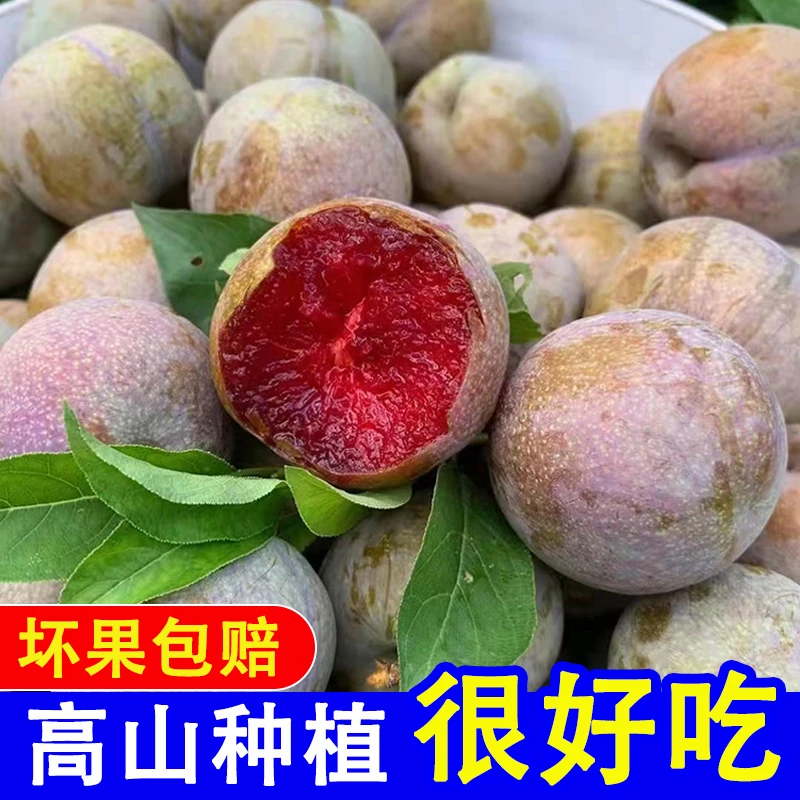 正宗韶关翁源三华李现摘新鲜精选大果甜脆包邮孕妇水果银妃红心李