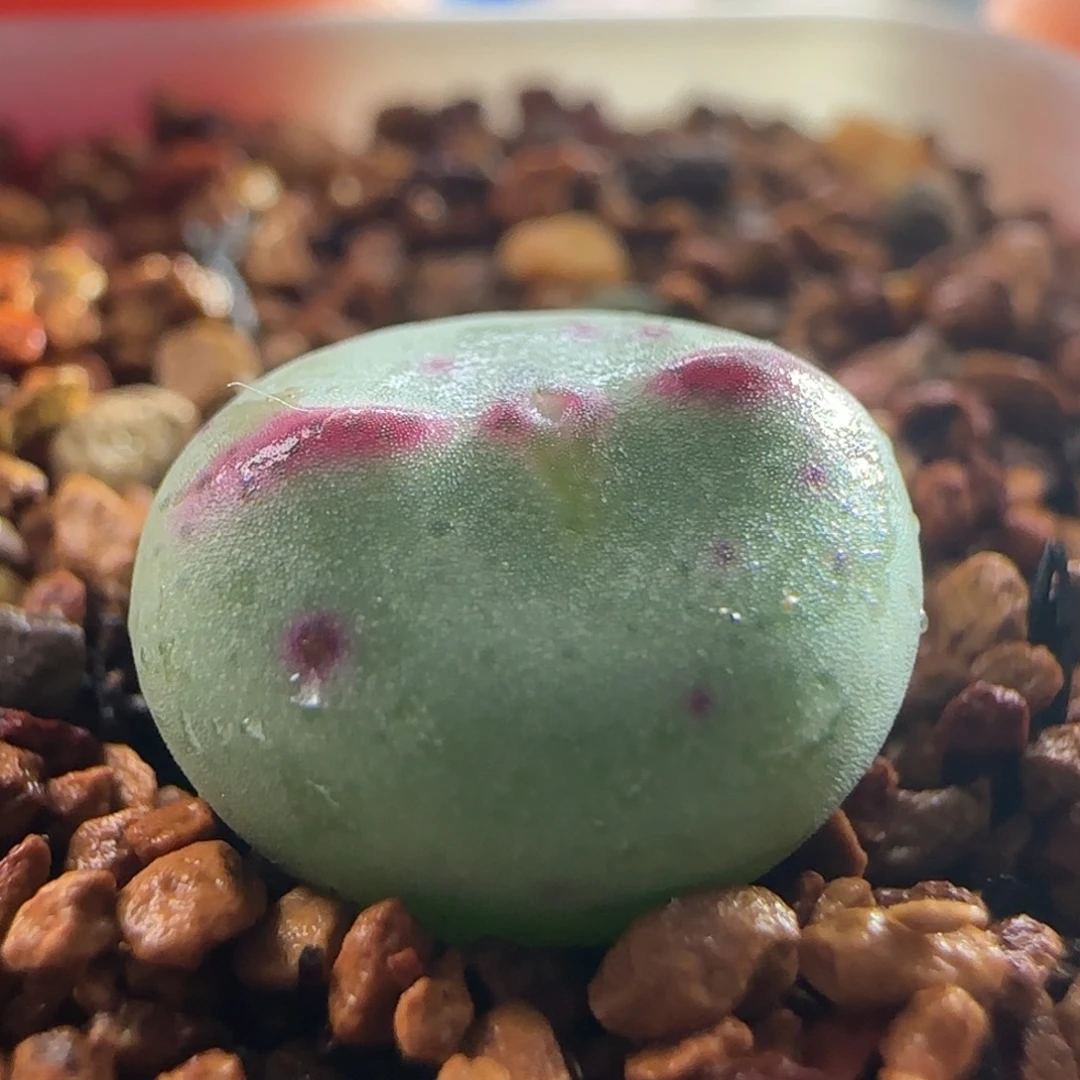 1570/小心心将杂/