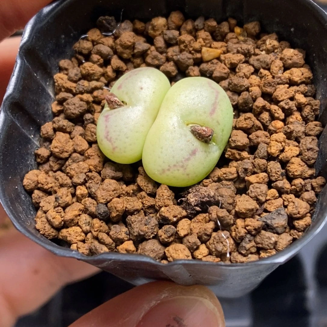 多肉植物肉锥杂交K-332