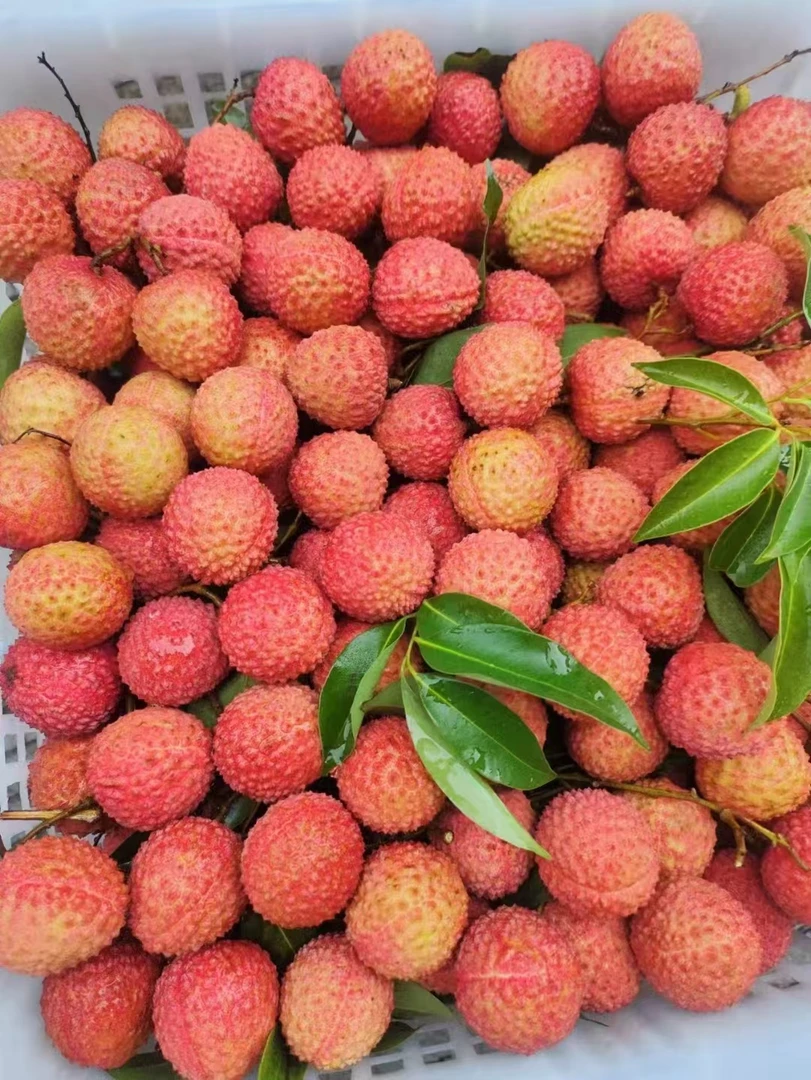 桂味 （空运到家） 人间桂味  你值得