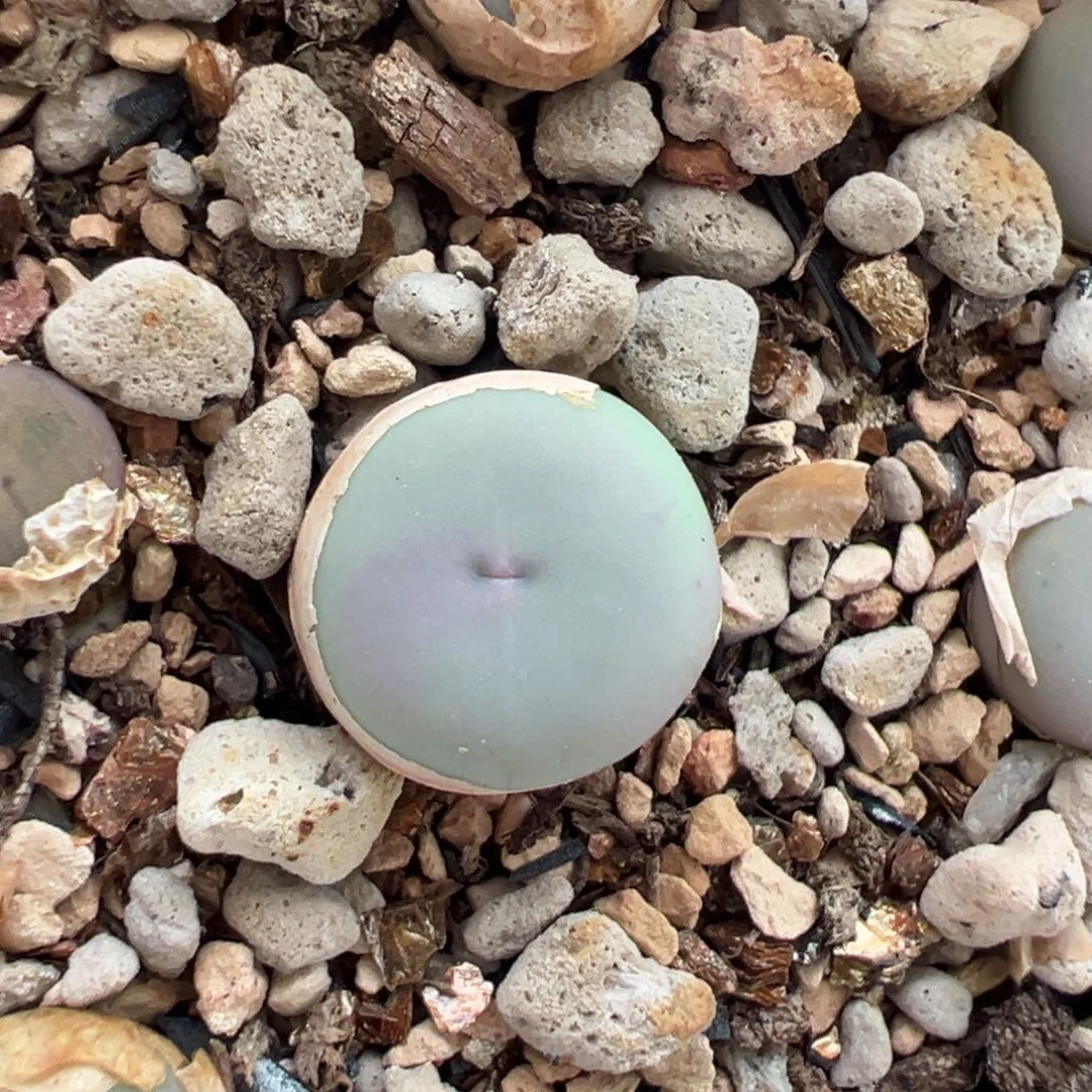 兔*1102v嘴多肉多肉