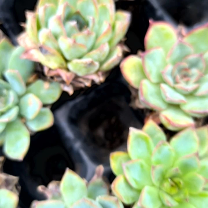 荷花老苗，满5元包邮，