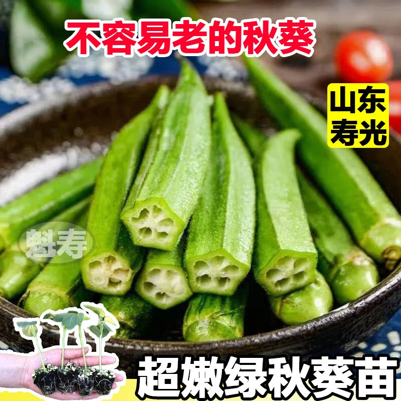 寿光超嫩水果秋葵秧苗带土球绿黄红秋葵种子更耐老春秋四季盆栽苗