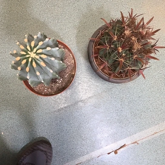 清*2个谢谢谢谢谢谢谢谢