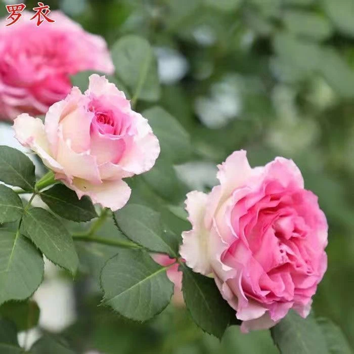 【罗衣】1.5米无刺爬藤浓香大花四季藤本月季庭院阳台花墙拱门地栽