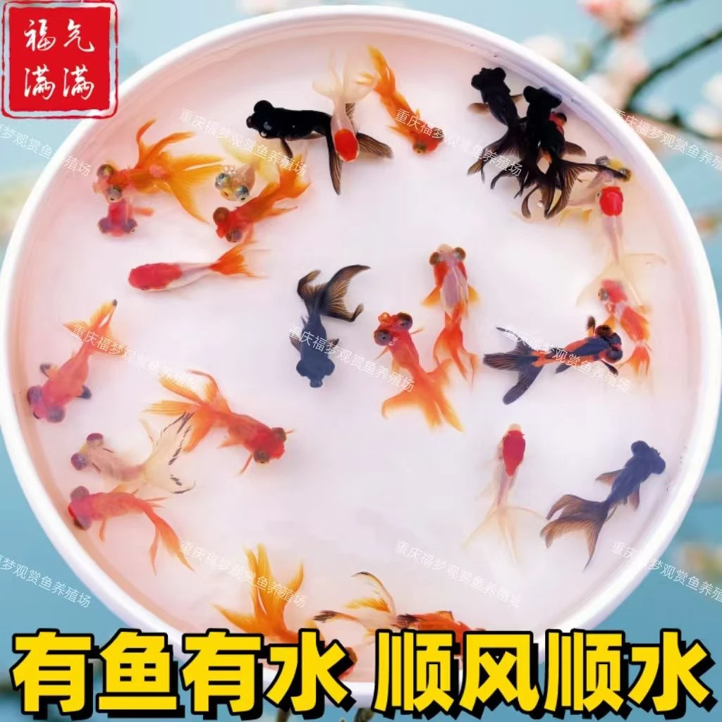 金鱼鱼活鱼冷水淡水观金鱼风水招财鱼大小型鱼苗批发耐活鱼